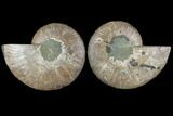 Agatized Ammonite Fossil - Madagascar #111469-1